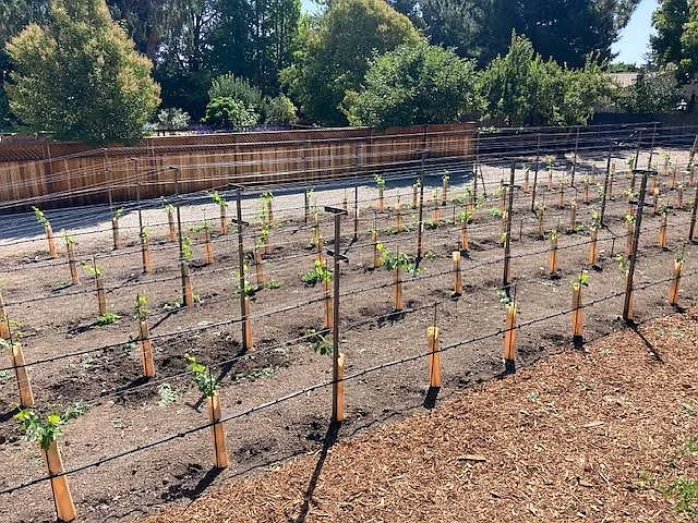 vines first planted 5 years ago