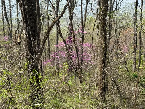 0 Murray Hollow Rd Lot 1&2, Thaxton, VA 24174