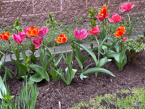 garden