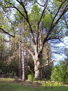 0 Old River Rd, Fiddletown, CA, 95629