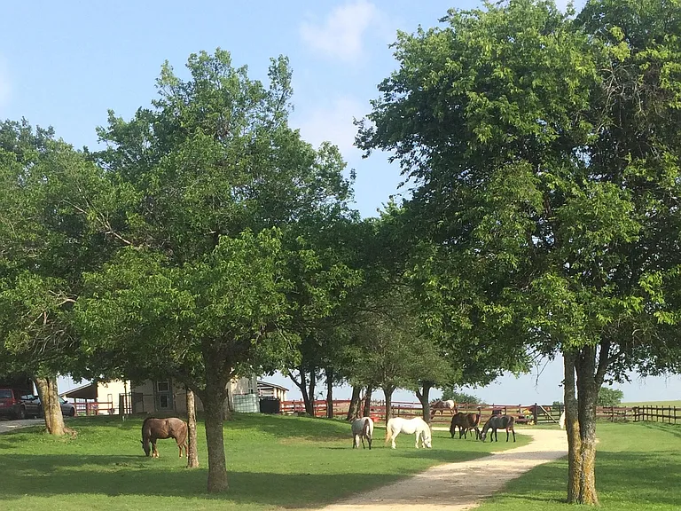 Every so often the ponies are allowed in the front pasture.