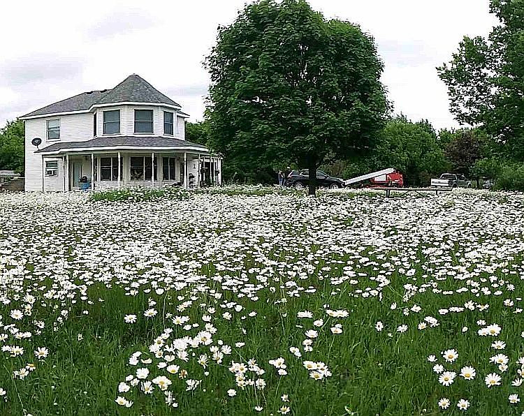 Summer daisies