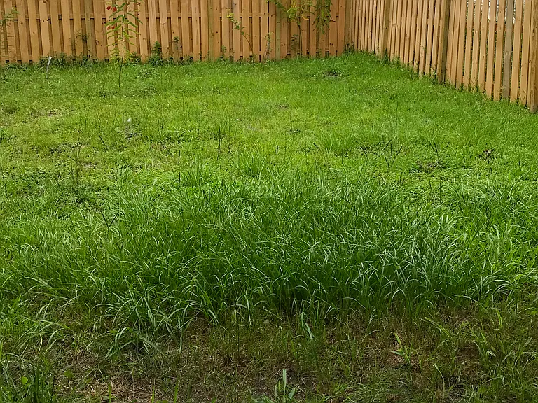 Large Backyard