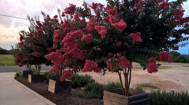 Crepe Myrtles in the summer