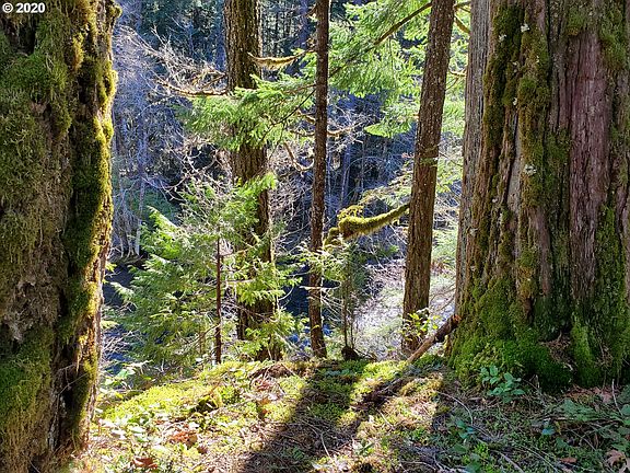 5th image of 55832 McKenzie Hwy