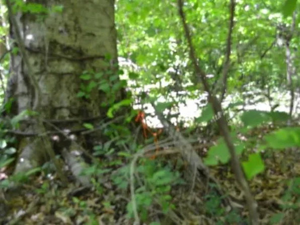 750AC Beauchamp Rd, Burkesville, KY 42717