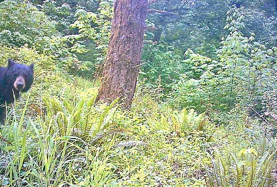 A Place Wildlife Call Home