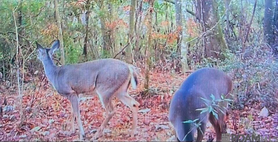 2nd image of TRACT Norred Rd #B