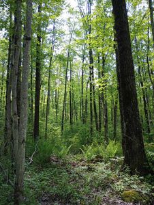 10 acres BRIDGE LANE, Glen Flora, WI, 54526