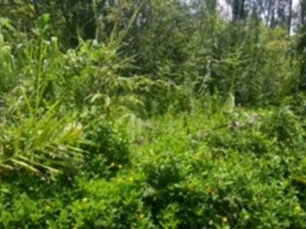 Paradise Cir Lot 24, Kurtistown, HI 96760