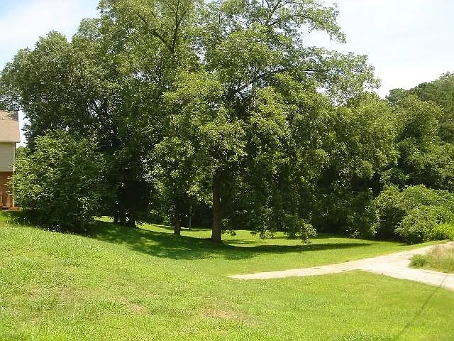 Beautiful trees and green space to enjoy.