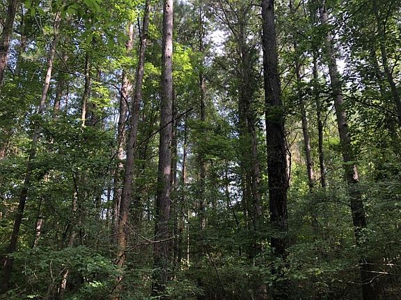 Mature Plantation Pine