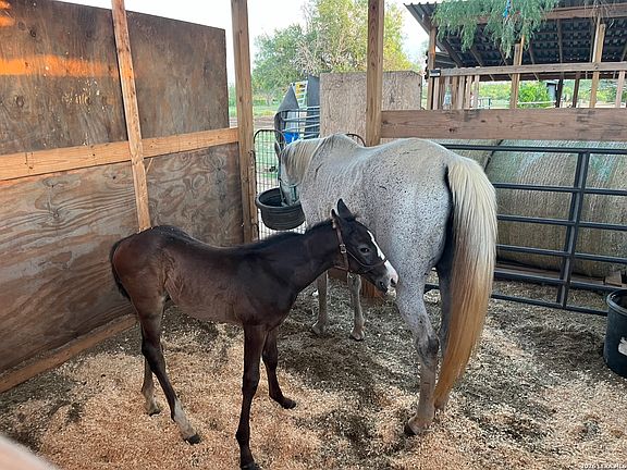 2nd image of 3285 Pittman Rd