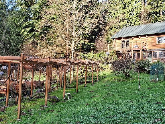 Grape Arbor