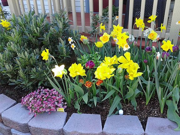 SPRING FLOWERS