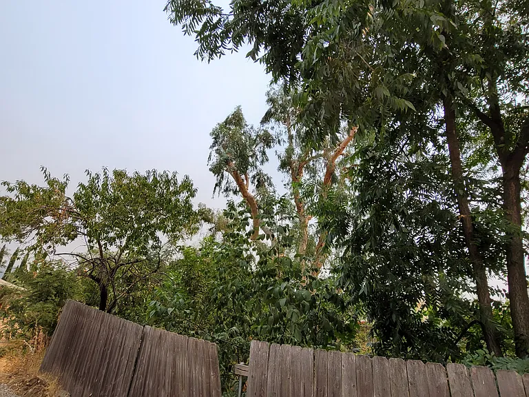 wood fence along the property line