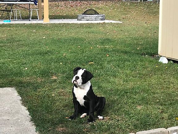 Large fenced in yard