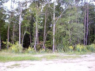 Backed Up to Wooded Area