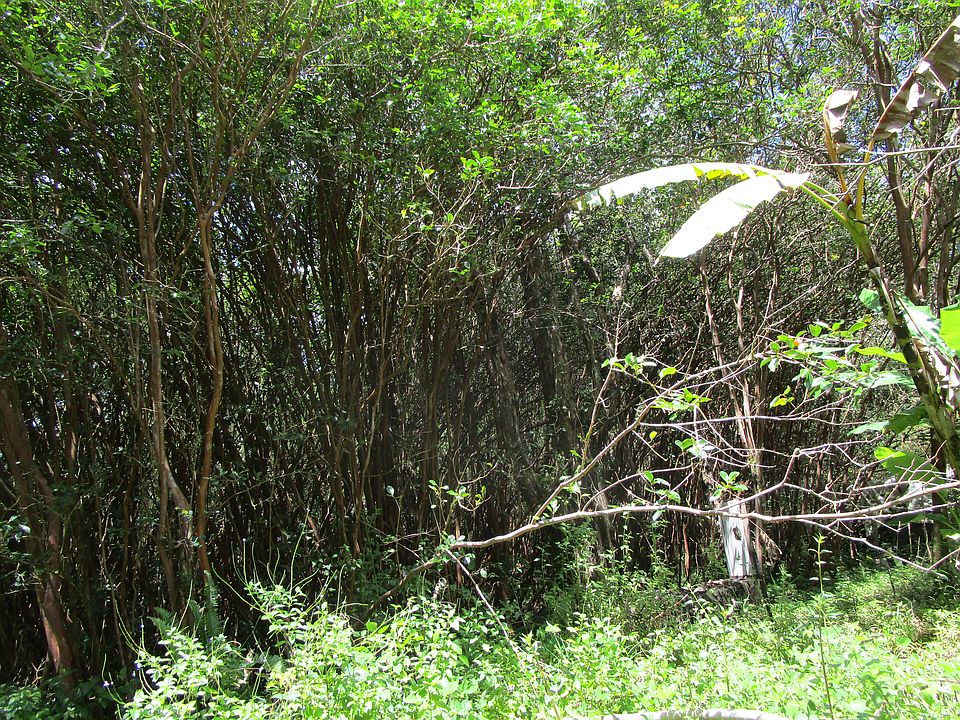 2nd image of Lanai St Lot 685