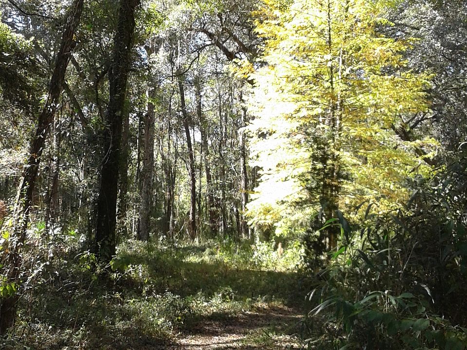 Lots of trees