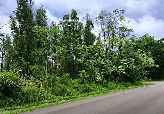 2nd image of Kaloli Dr