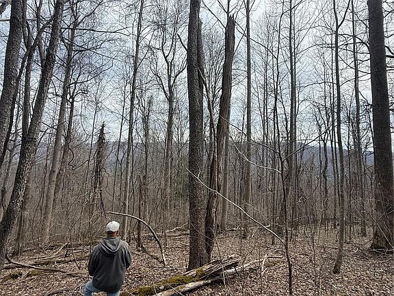 3rd image of 0 Caldwell Mountain Rd