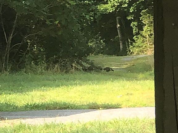 Turkeys in the driveway