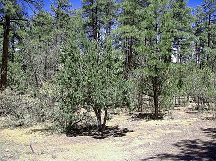 5th image of 480 W Sierra Pines Dr