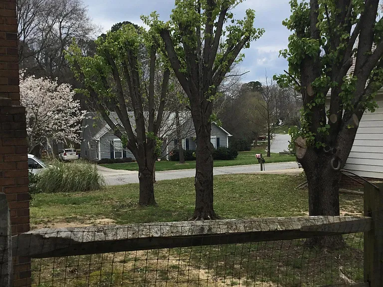 View to road from back yard.