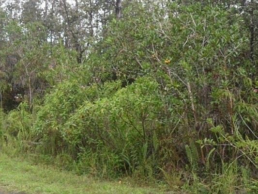 3rd image of Oliana St Lot 31