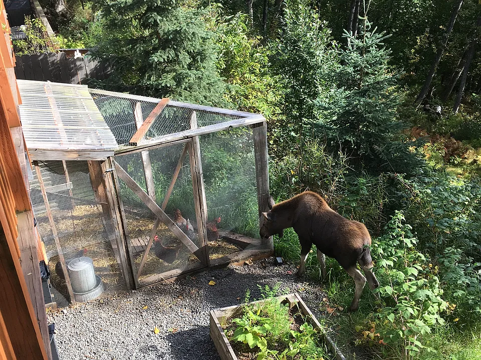 Chicken coop 