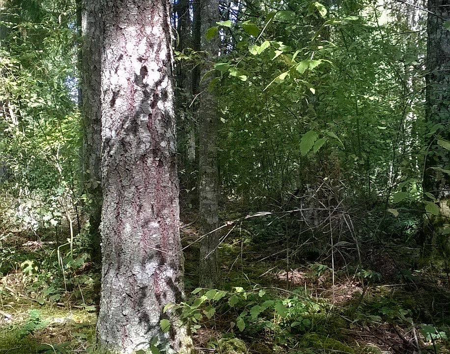 1st image of 25923 162nd St E