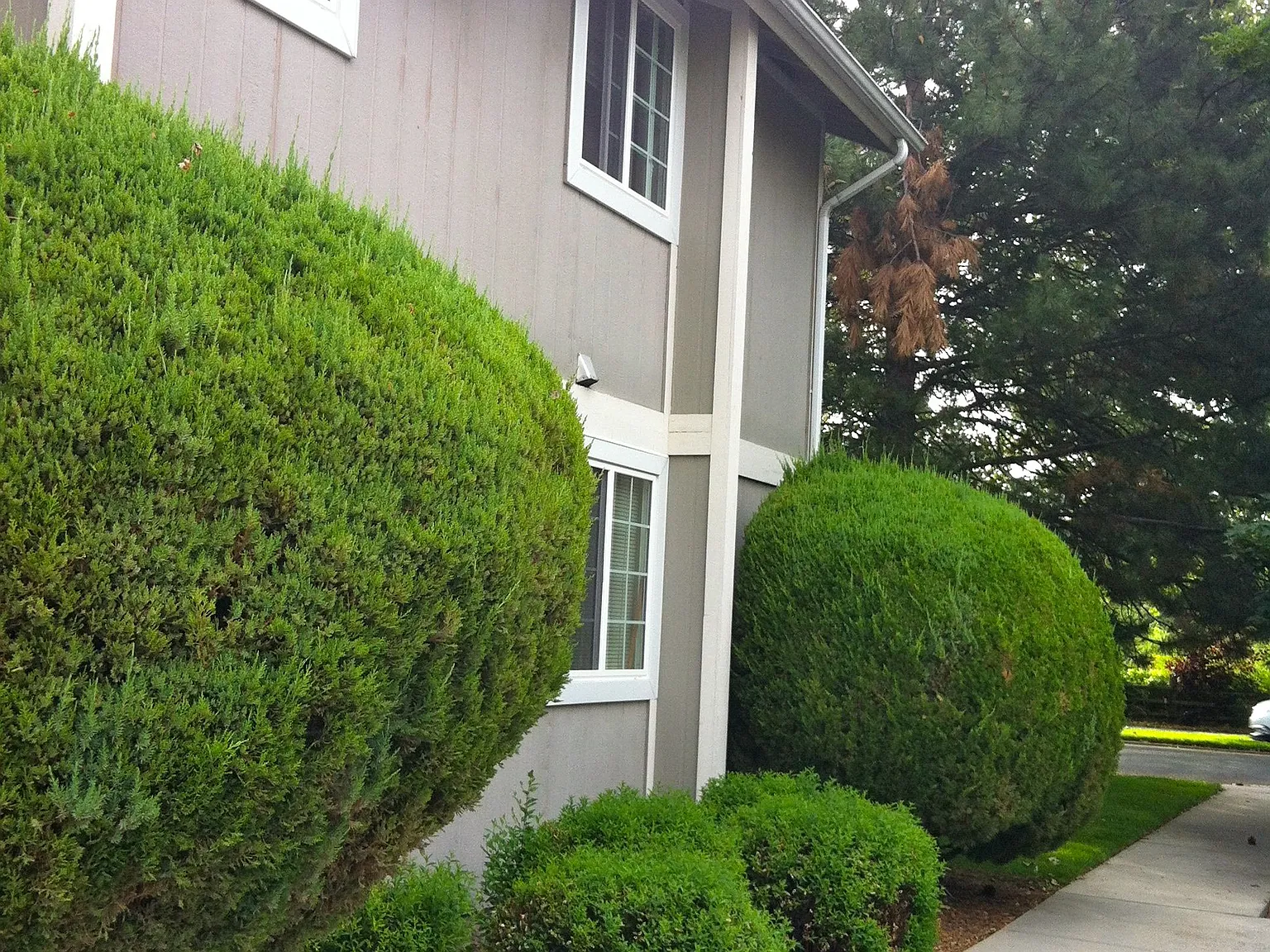 1 bed, 515 sqft, $950 — Photo 1