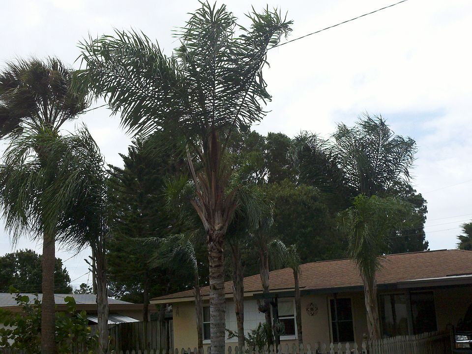 Front yard with Queen Palms