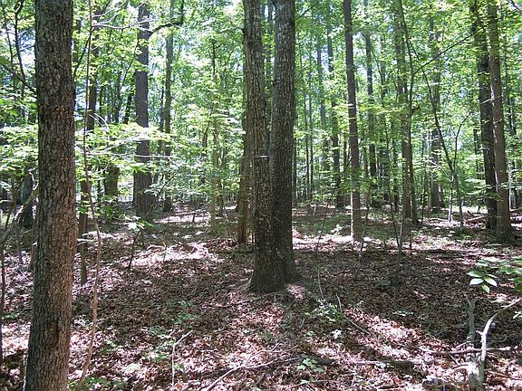 3rd image of 1385 Running Deer Dr