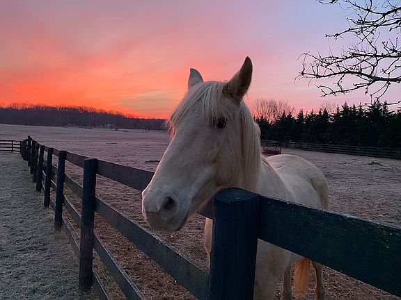 Sunrise with Trooper