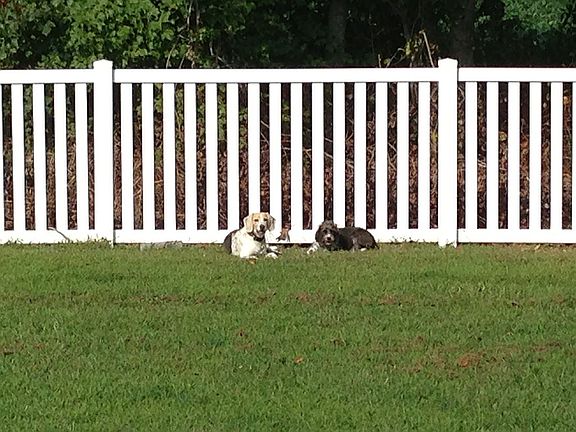 Fence