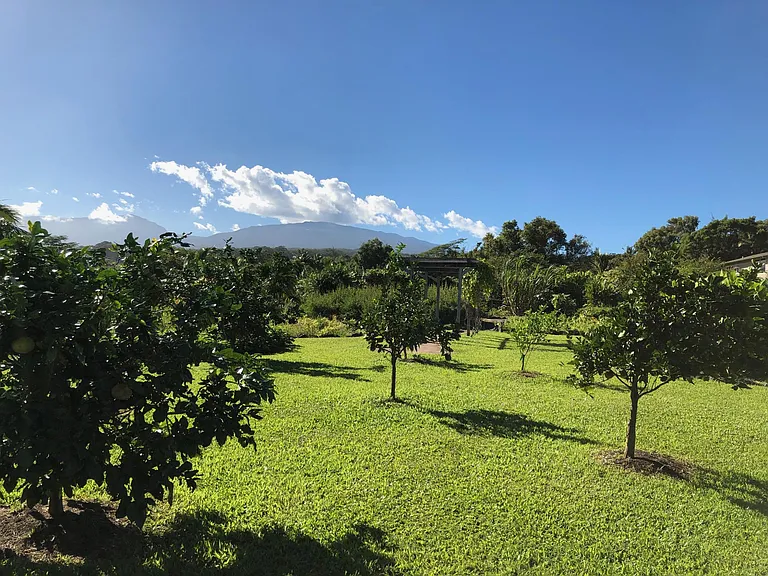 Variety citrus trees