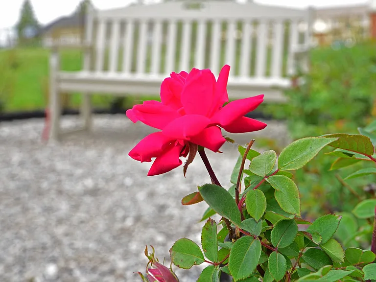 Visit our Rose Garden!