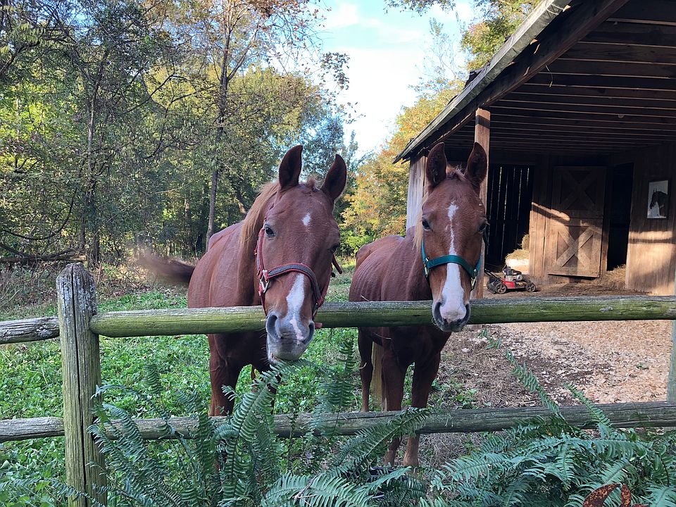 Horse barn and pasture 