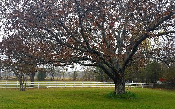 3rd image of 203 County Road 2404