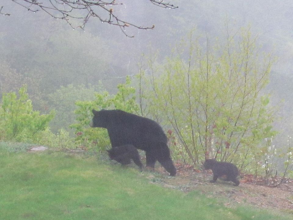 Bears on the front lawn