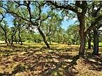 Premium large lot in prestigious Belvedere. Huge live oak trees cover this
