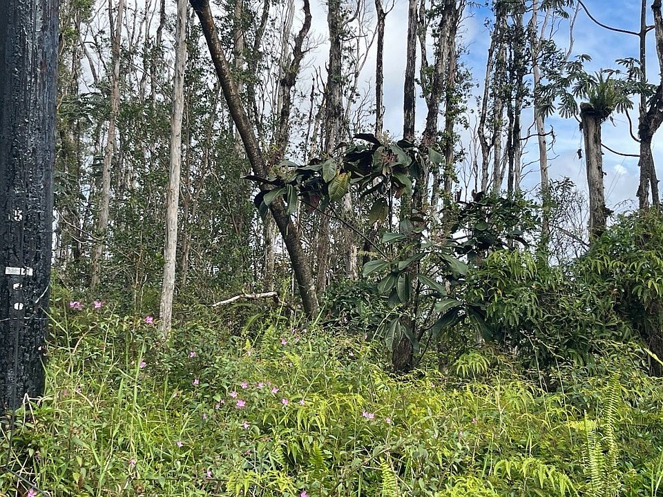 2nd image of Hibiscus Dr Lot 85