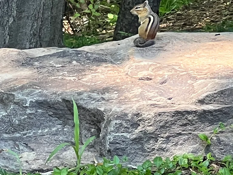 chipmunk on rock
Other critter sightings: squirrels, rabbits, possums, raccoons, fox, walking sticks, toads, bats, turtles