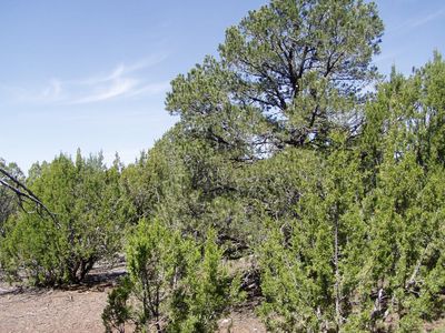 11 Uphill Trl, Vernon, AZ, 85940