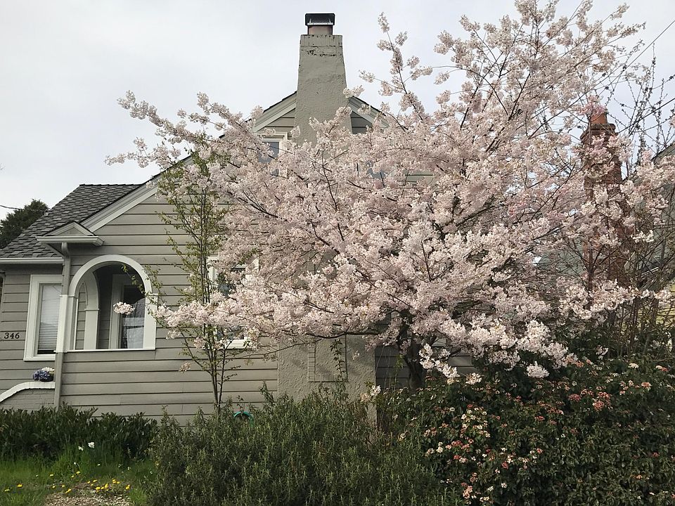 mature trees and shrubs 
cherry tree in blossom in the spring