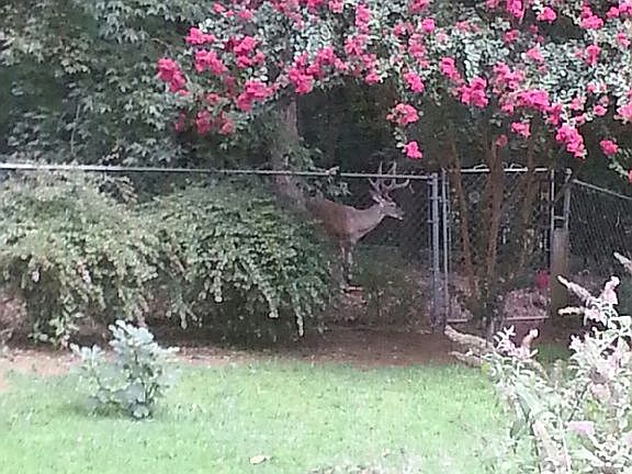 Flowers and wildlife