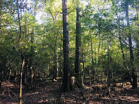 Hardwood Bottom-land 