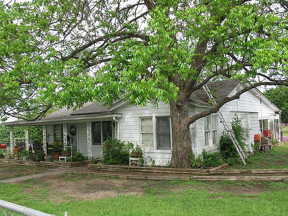 Huge pecan trees